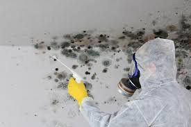 Best Mold Odor Removal Services in Rohnert Park, CA